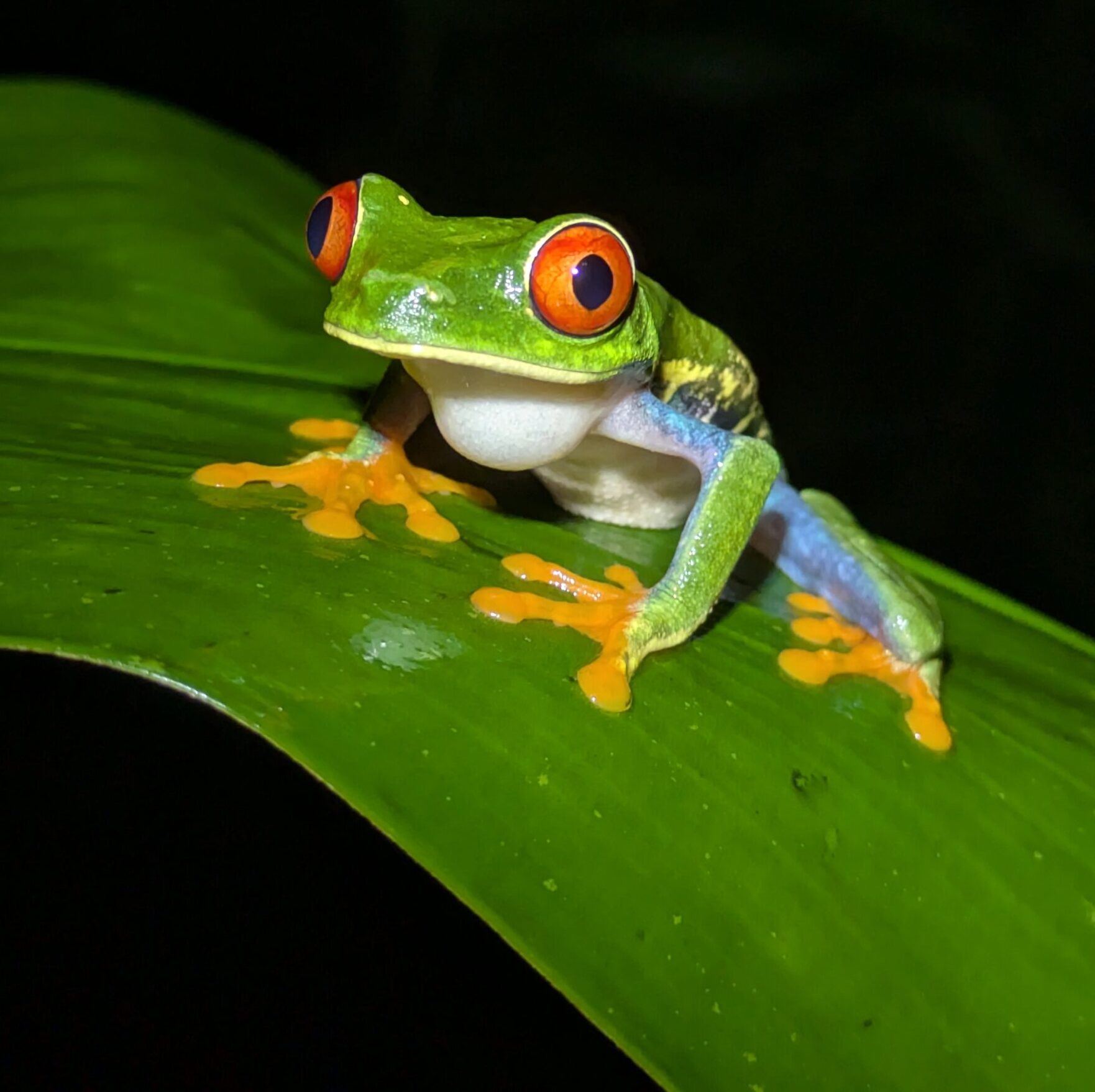 You’re The Uber Driver Now & Night Hike