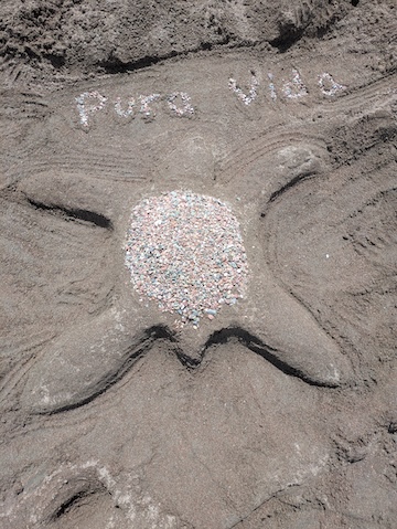 Turtles And Amish Of Jaco